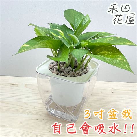 浴廁植物